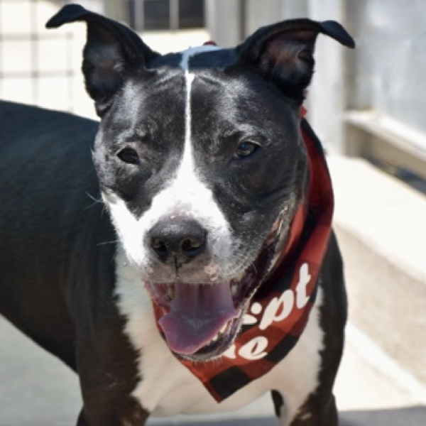 Luis, a black and white mixed breed available for adoption at ANimal Care Centers of NYC. He;'s 49 lbs, nine years old